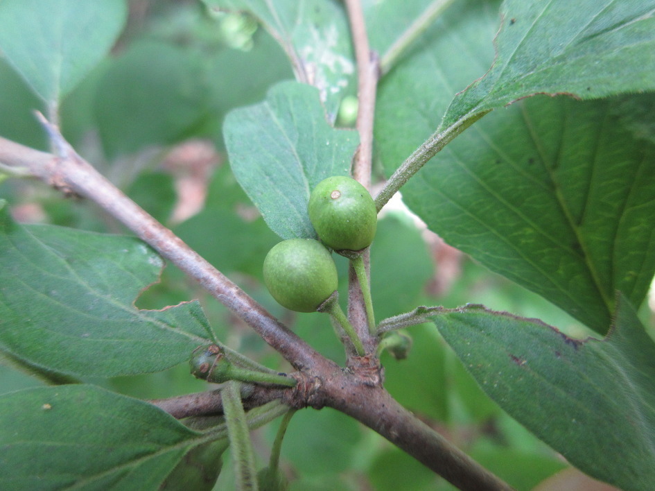Rhamnus yoshinoi