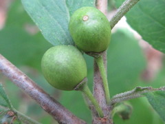 Rhamnus yoshinoi