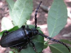 Prionus insularis