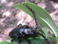 Prionus insularis