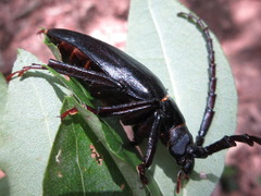 Prionus insularis
