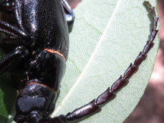 Prionus insularis