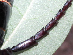 Prionus insularis