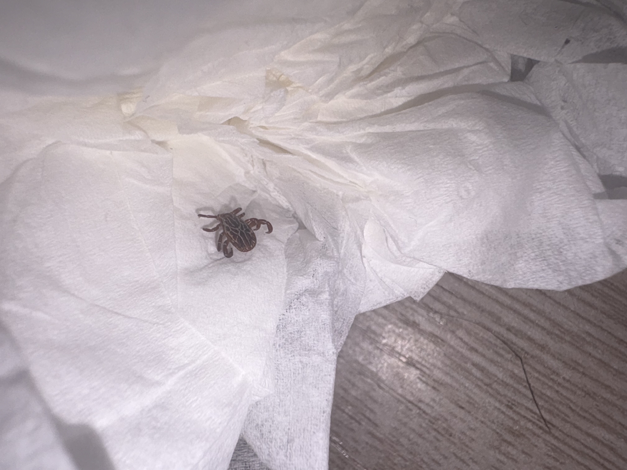 Amblyomma maculatum Koch, 1844