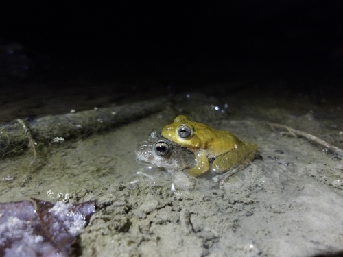 Ota's stream tree frog, Buergeria otai