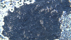 Orphniospora moriopsis