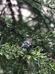 Andrena cerasifolii