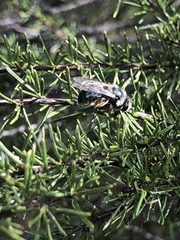 Andrena cerasifolii