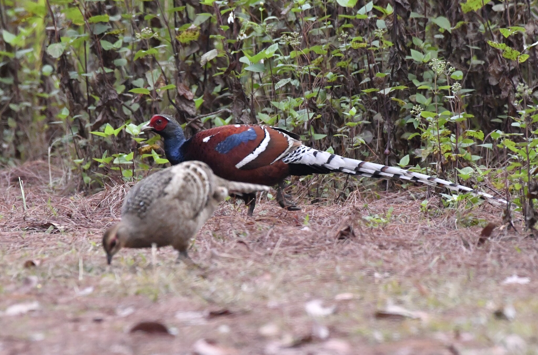 Mrs. Hume's Pheasant (Syrmaticus humiae), photo 3