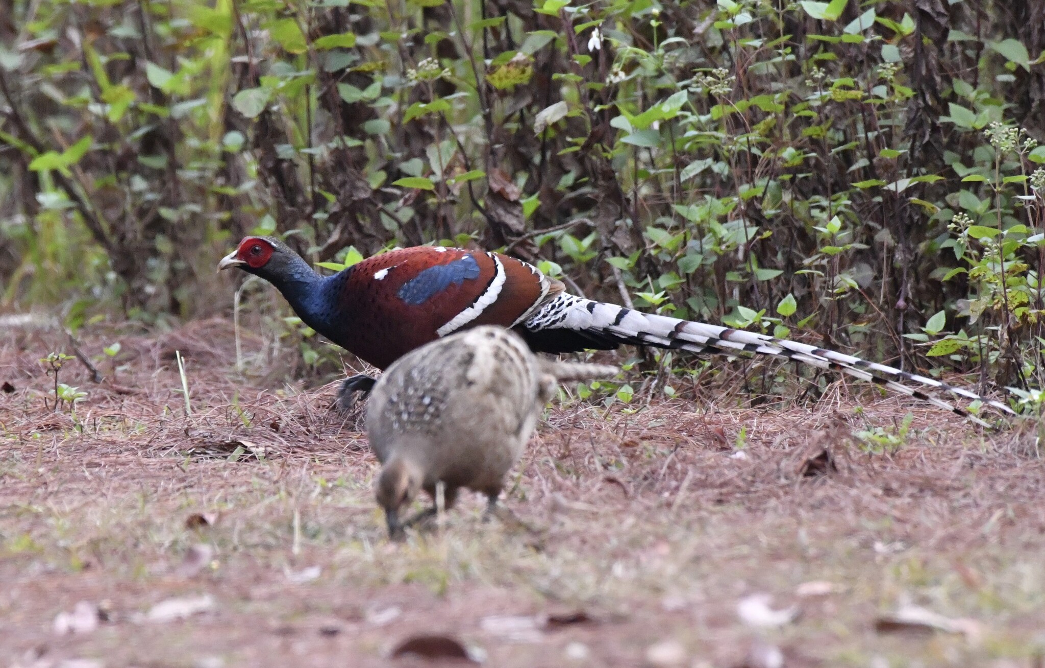 Mrs. Hume's Pheasant (Syrmaticus humiae), photo 10