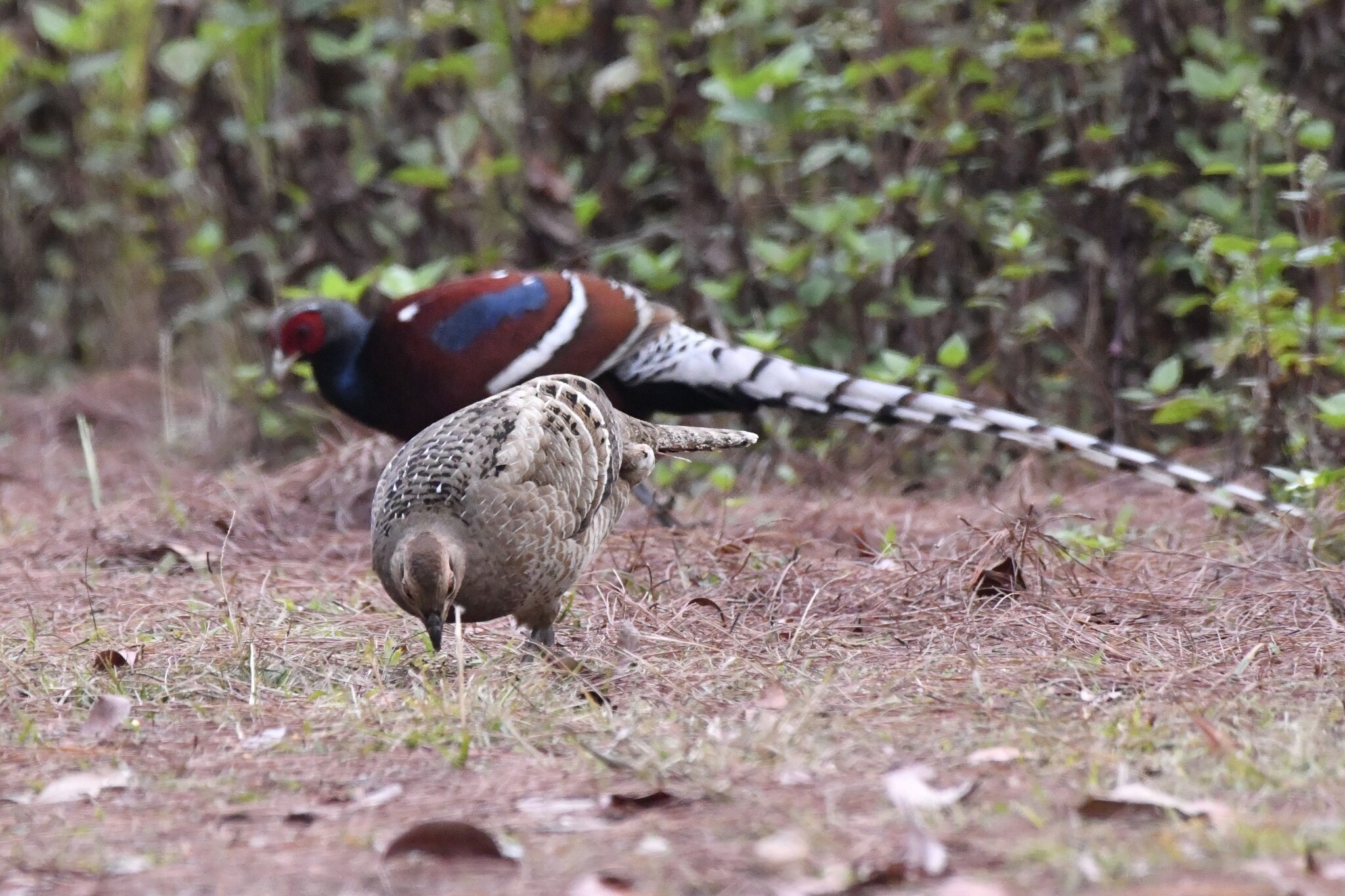 Mrs. Hume's Pheasant (Syrmaticus humiae), photo 4