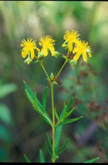 Hypericum adpressum