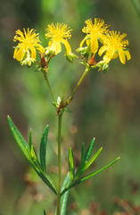 Hypericum adpressum