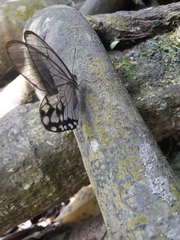 Pseudohaetera hypaesia
