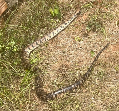 False Water Cobra