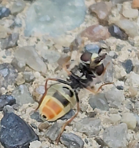 Unknown species found near Spokane County, US-WA, US