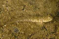 Tasmanogobius gloveri