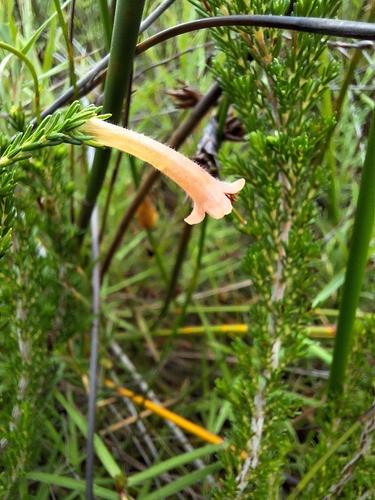 Water Heath (Erica curviflora)