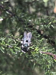Andrena cerasifolii