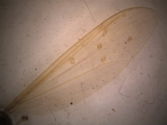 Tricyphona constans