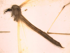 Tricyphona constans