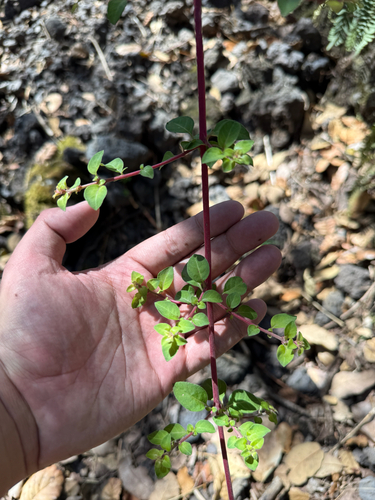 Fuchsia thymifolia (Fuchsia thymifolia)