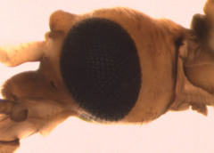 Tricyphona constans