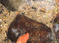 Rhinogobius duospilus