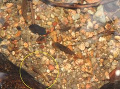 Rhinogobius duospilus