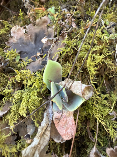 Echeveria gibbiflora