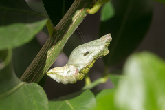 Pteromalus