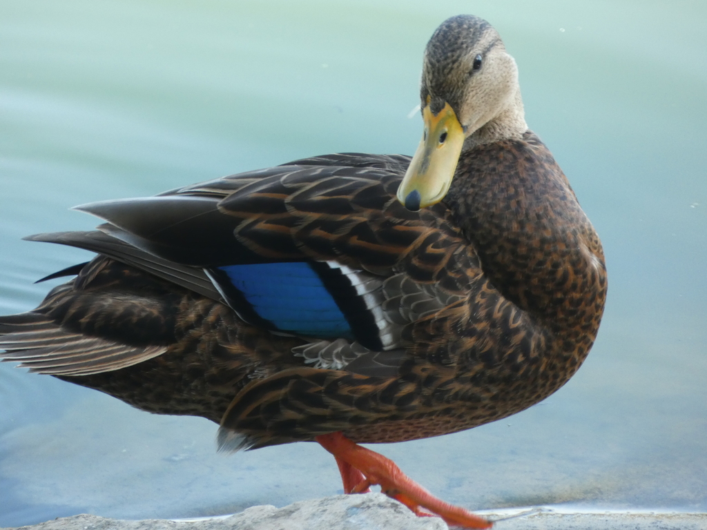 Mexican Duck