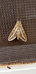 Hyles livornicoides