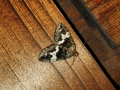 Hydriomena albifasciata