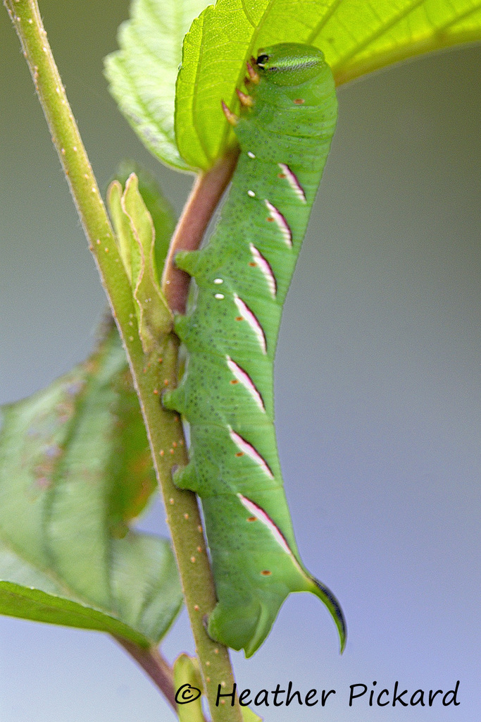 Northern Apple Sphinx (Caterpillars of Ontario) · iNaturalist