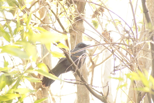 Blue Mockingbird (Melanotis caerulescens), photo 4