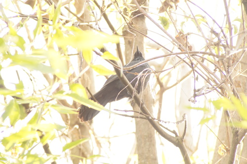 Blue Mockingbird (Melanotis caerulescens), photo 5