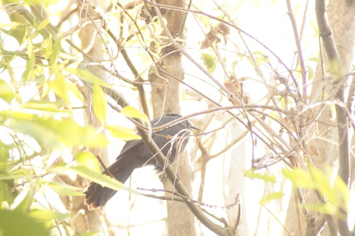 Blue Mockingbird (Melanotis caerulescens), photo 8