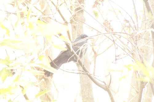 Blue Mockingbird (Melanotis caerulescens), photo 10