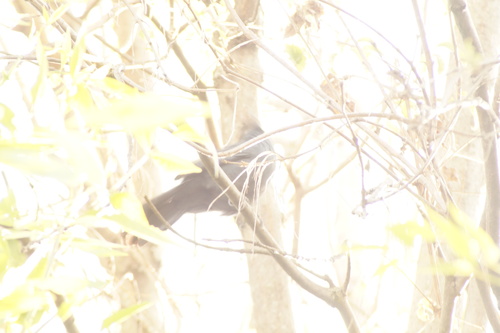 Blue Mockingbird (Melanotis caerulescens), photo 9