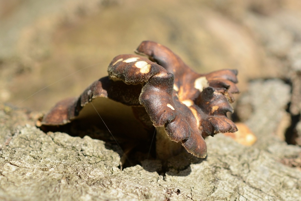 Lentinus brumalis · March 2026 · photo: © cryptomarasmius (iNaturalist, cc-by)