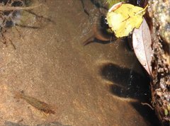 Caridina cantonensis