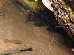Caridina cantonensis