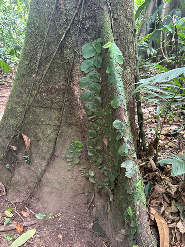 Monstera tenuis, photograph 6