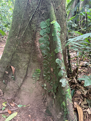 Monstera tenuis, photograph (c) gretchenparadis, some rights reserved (CC BY)