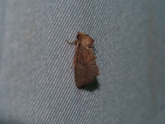Elusa ustula