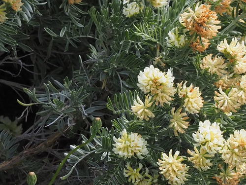 Jupiter's-beard (Anthyllis barba)