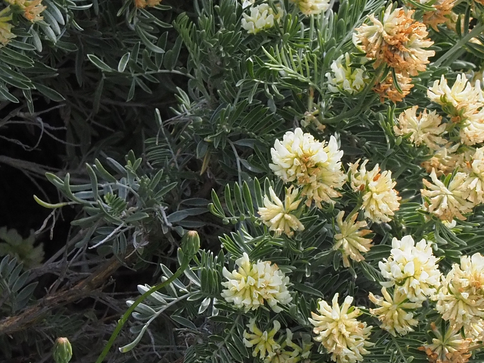 Jupiter's-Beard (Anthyllis barba)