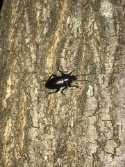 Doyenellus cisteloides