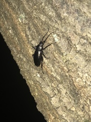 Doyenellus cisteloides